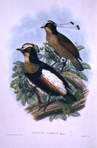 Sześciożyłowy ptak rajski królowej Karoli (kolor lito) autorstwa W. and Keulemans J.G. Hart
