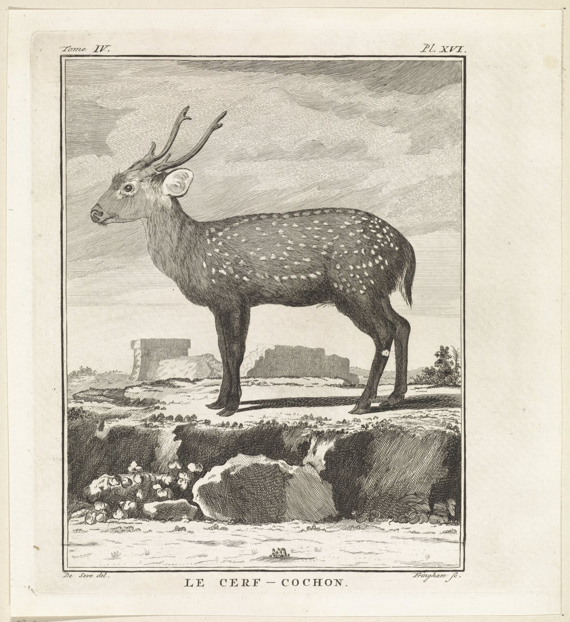 Hert Le Cerf-Cochon (tytuł na obiekcie) autorstwa W. Tringham