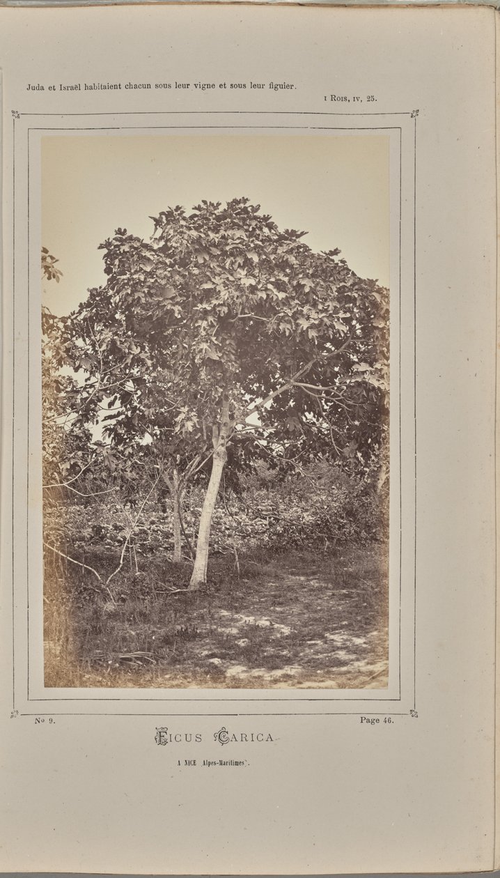 Ficus carica, w Nicei (Alpes-Maritimes) autorstwa W. de Bray