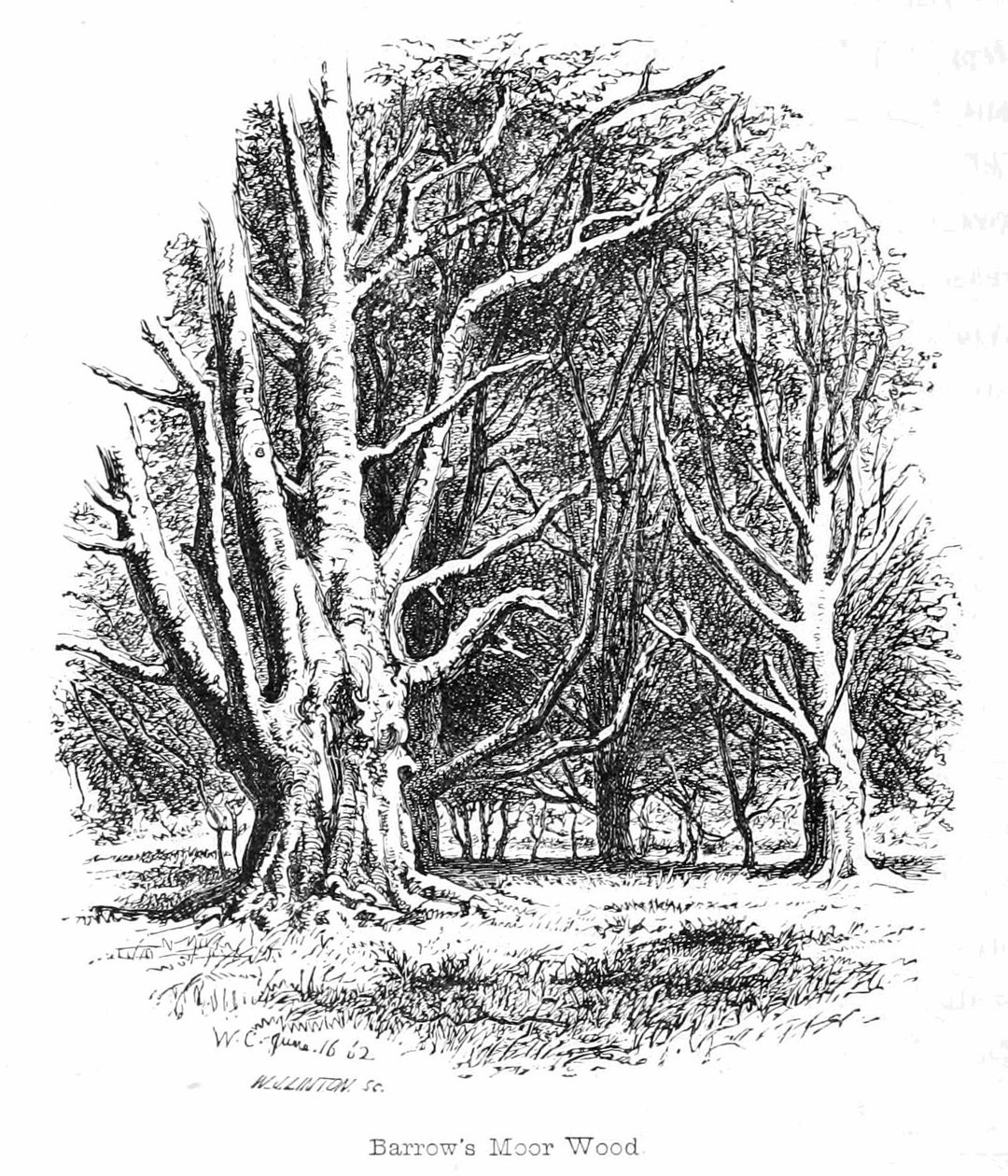 Barrows Moor Wood autorstwa Walter Crane