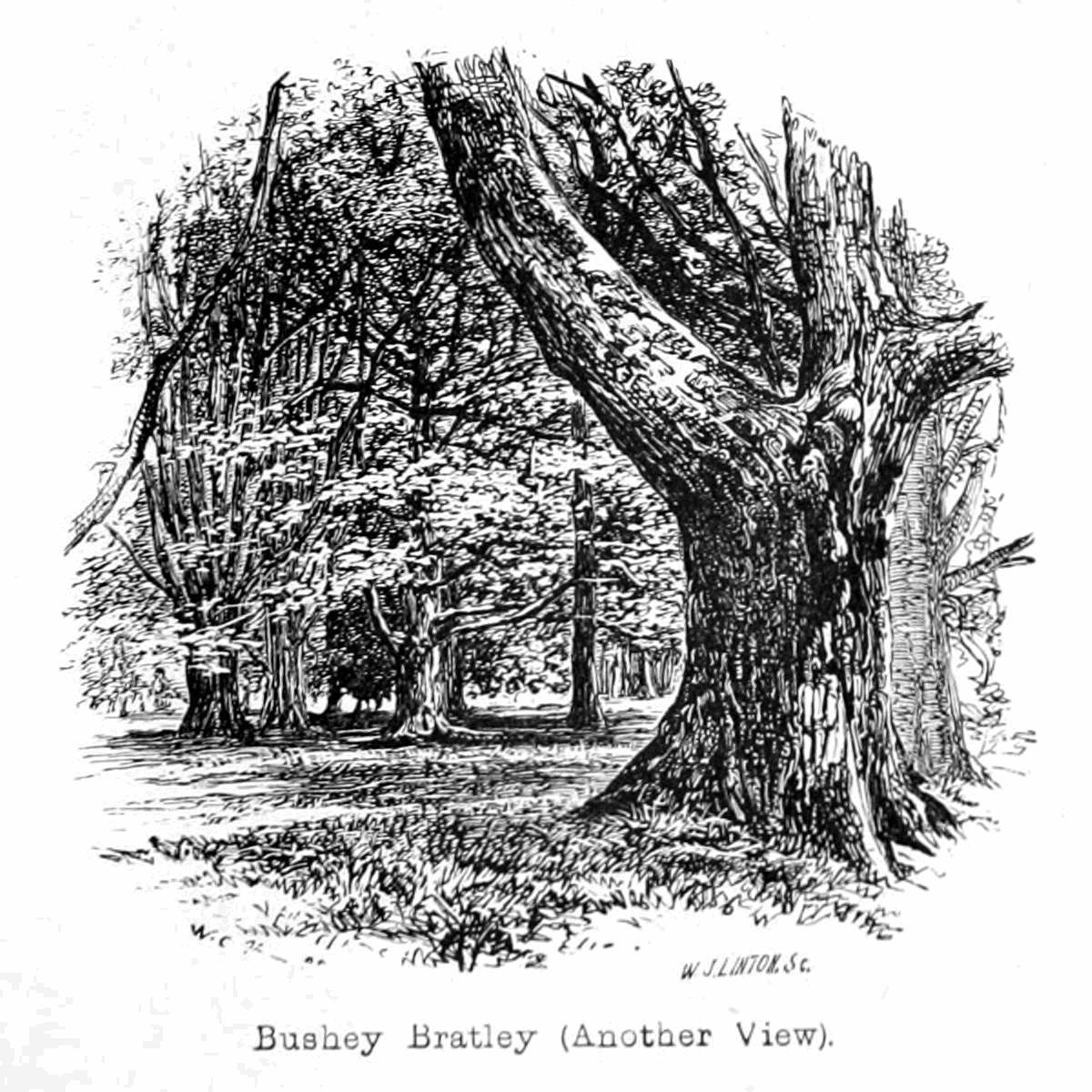 Bushey Bratley autorstwa Walter Crane