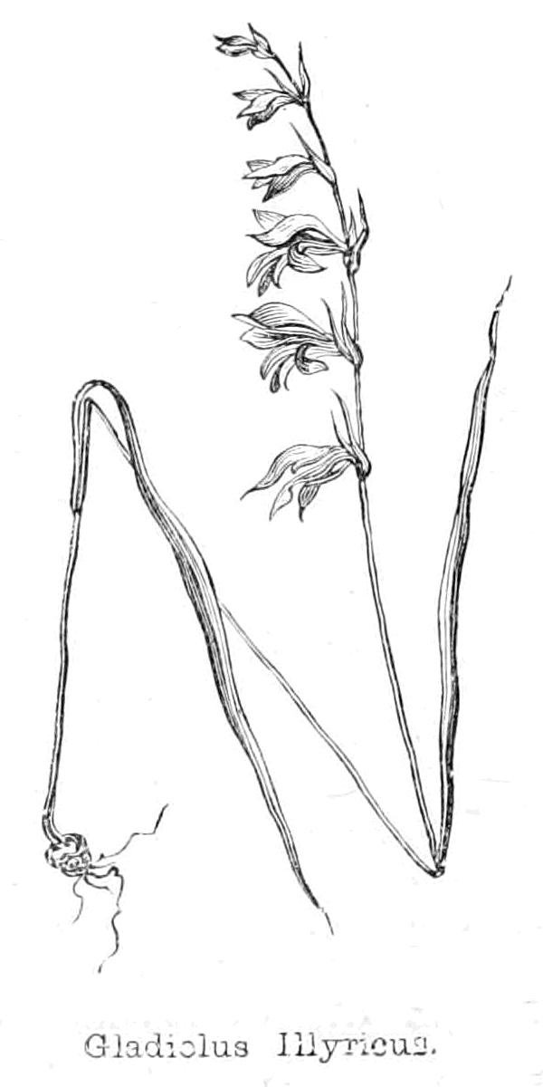 Mieczyk Illyricus autorstwa Walter Crane