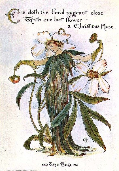 Ilustracja przedstawiająca wróżkę jako bożonarodzeniową różę autorstwa Walter Crane