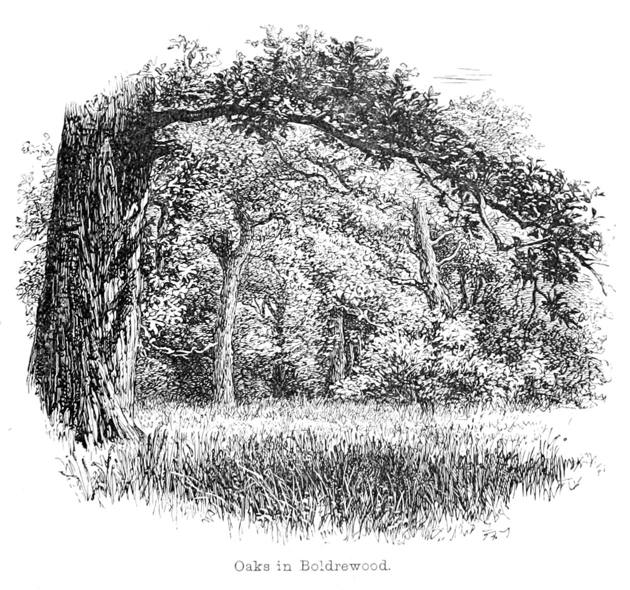 Dęby w Boldrewood autorstwa Walter Crane