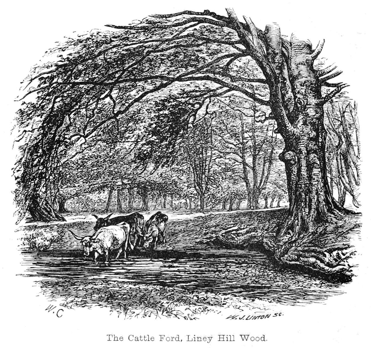 Bydło Ford, Liney Hill Wood autorstwa Walter Crane