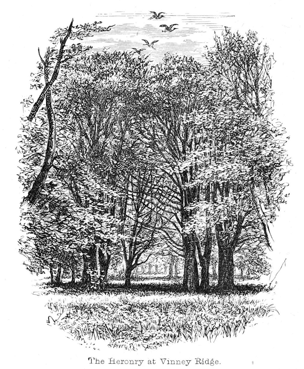 Czaple w Vinney Ridge autorstwa Walter Crane