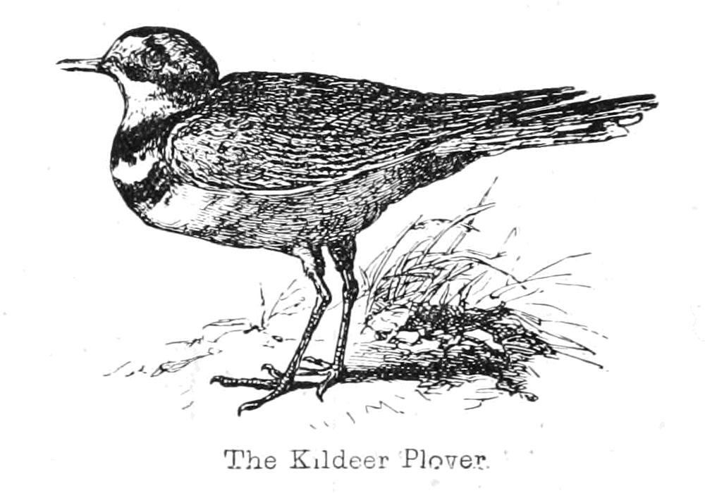 Sieweczka Kildeer autorstwa Walter Crane