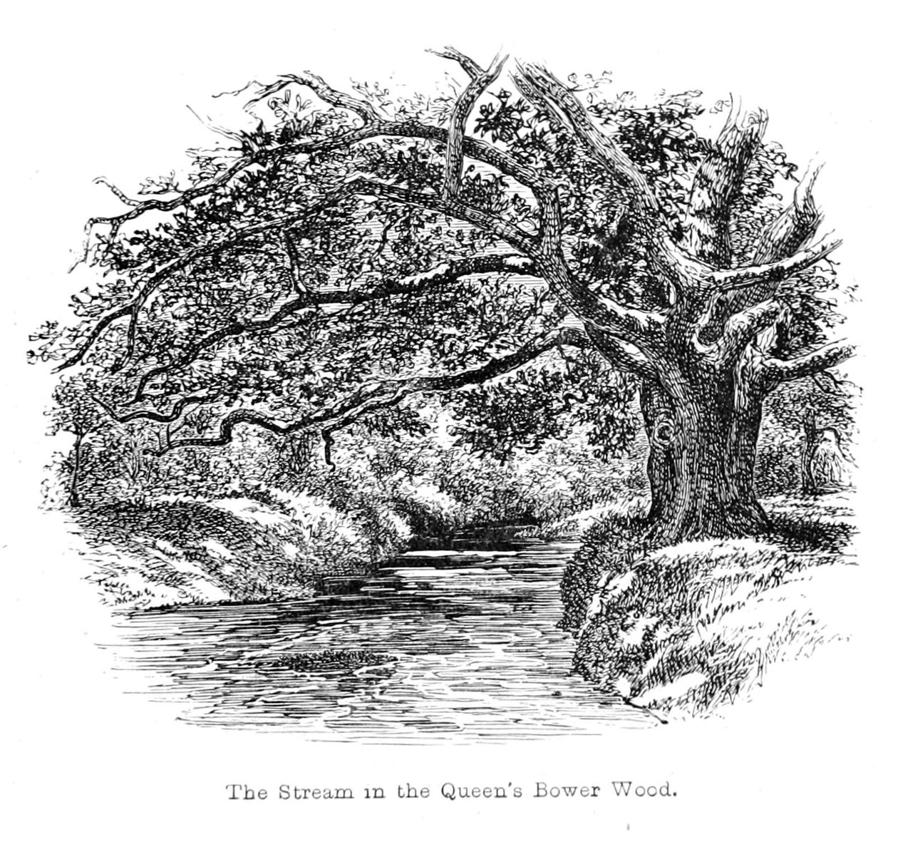 Strumień w Queens Bower Wood autorstwa Walter Crane
