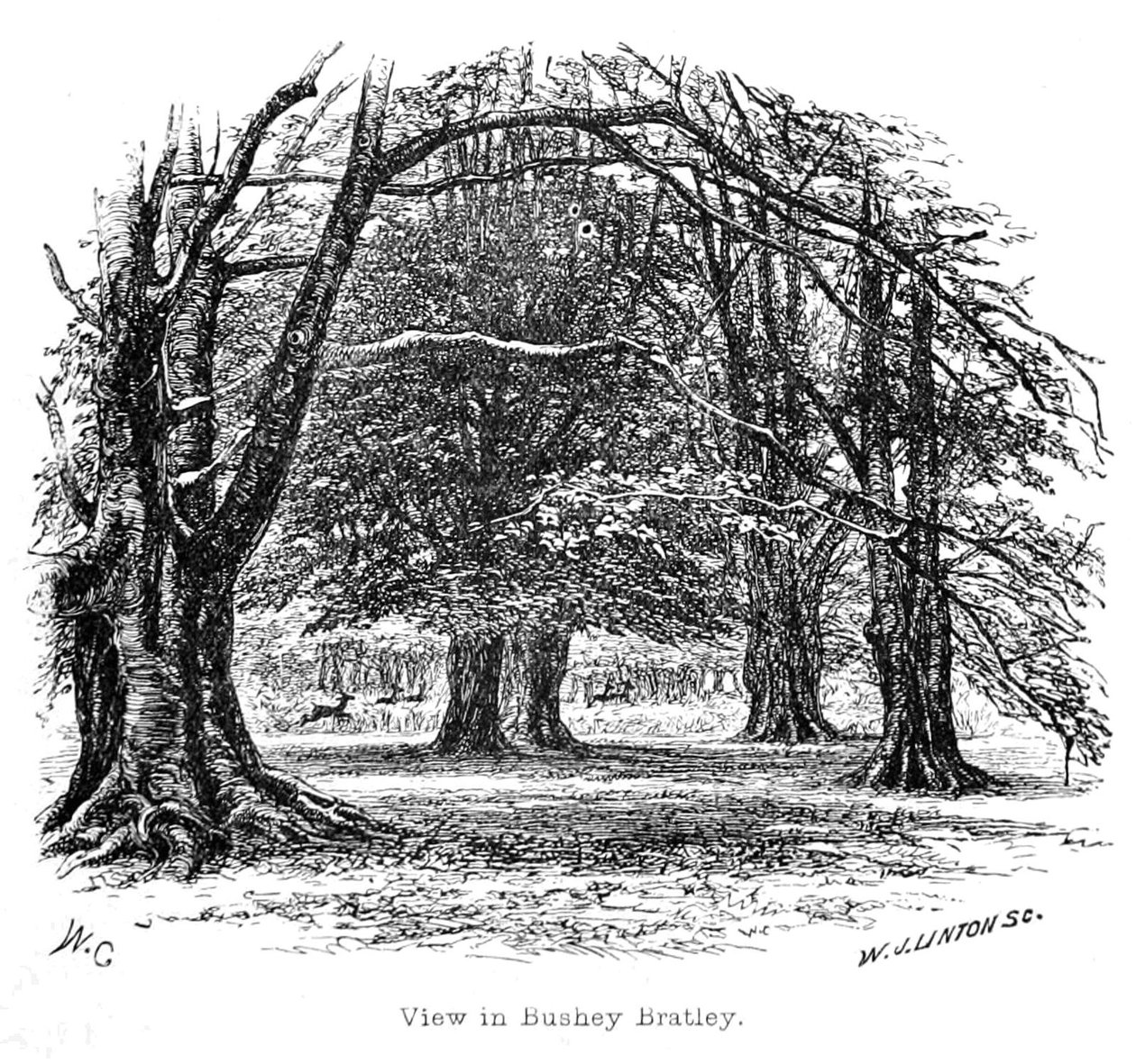 Zobacz w Bushey Bratley autorstwa Walter Crane