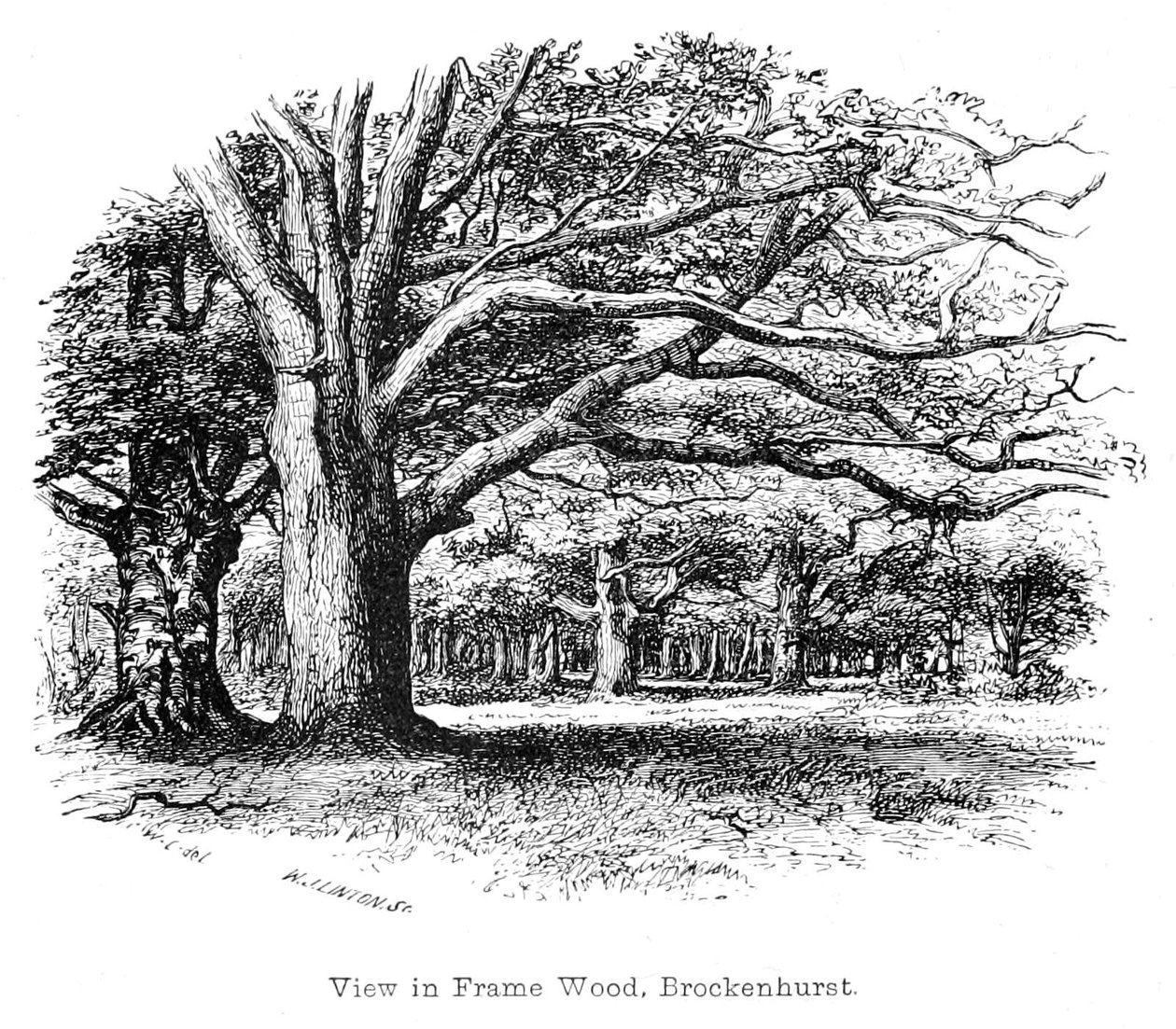 Zobacz w drewnie ramowym, Brockenhurst autorstwa Walter Crane