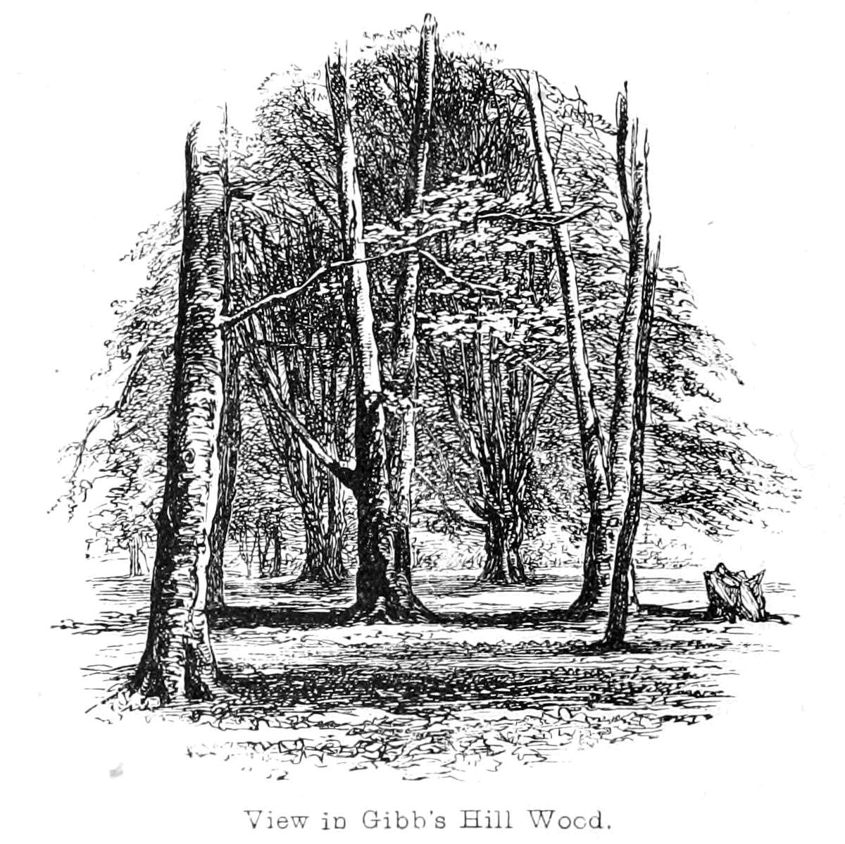 Zobacz w Gibbs Hill Wood autorstwa Walter Crane