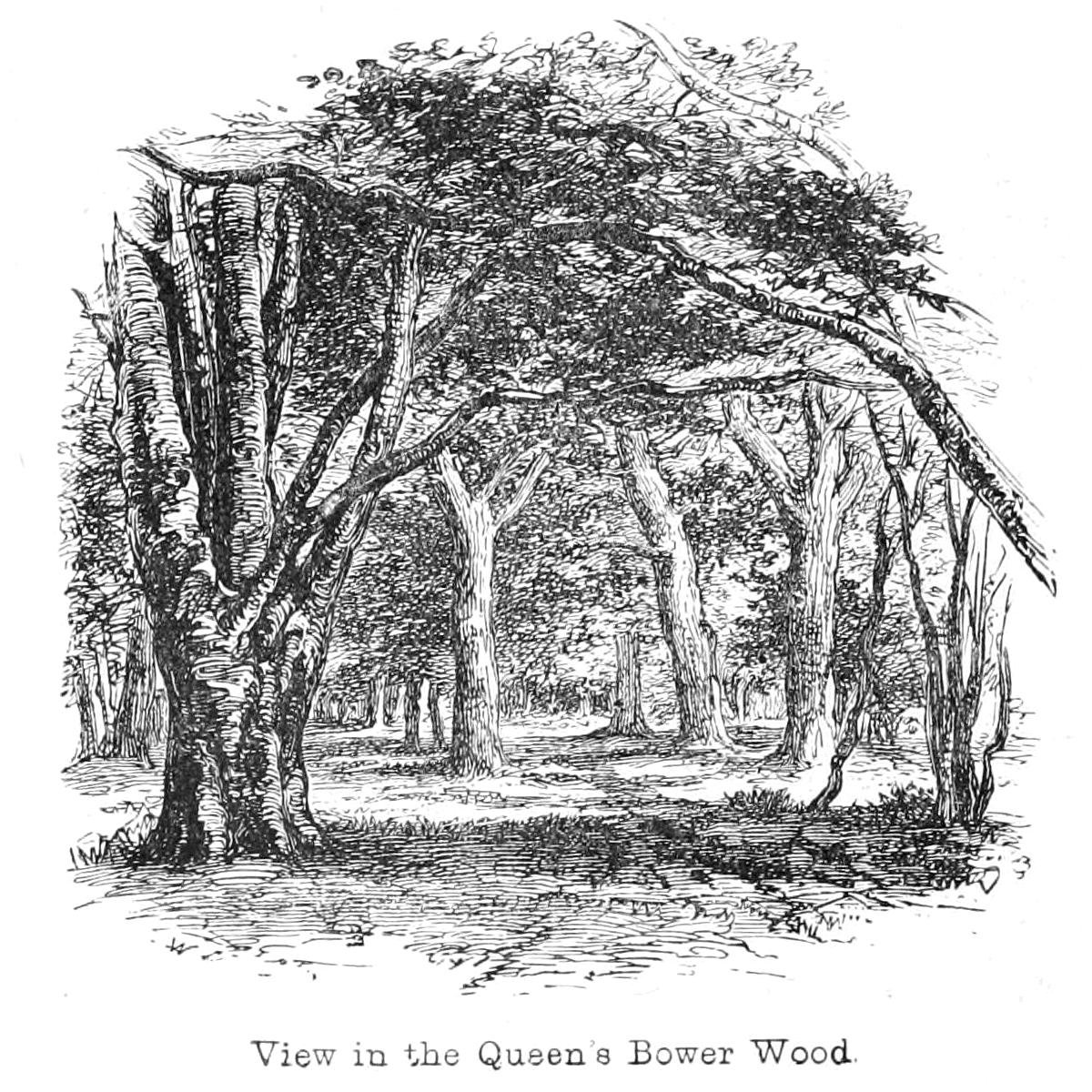 Zobacz w Queens Bower Wood autorstwa Walter Crane