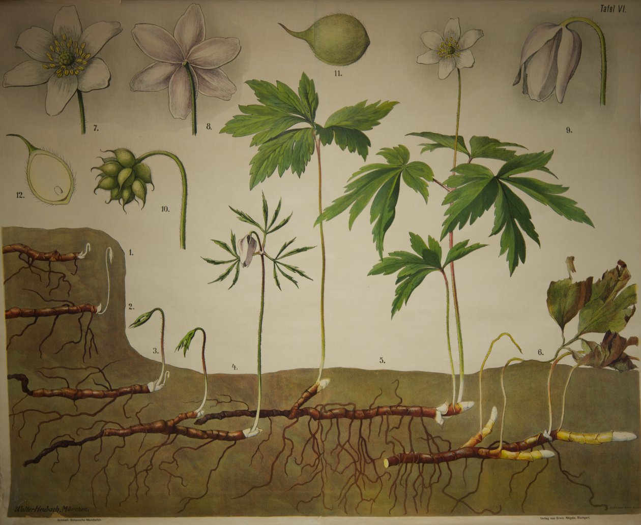 Botaniczne tablice ścienne Schmeila Seria anatomiczna autorstwa Walter Heubach