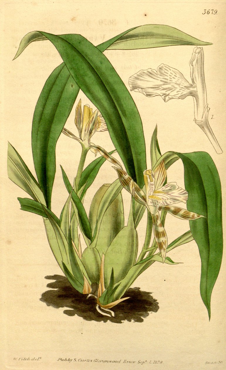 Ilustracja Aspazji variegata autorstwa Walter Hood Fitch