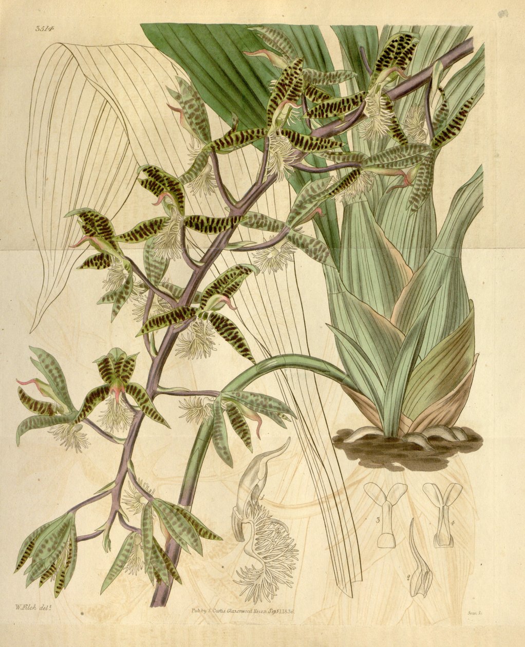 Ilustracja Catasetum barbatum (jako syn. Myanthus barbatus) autorstwa Walter Hood Fitch