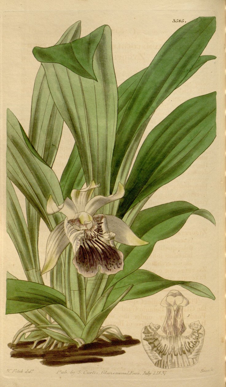 Ilustracja Cochleanthes flabelliformis (jako syn. Zygopetalum cochleare) autorstwa Walter Hood Fitch