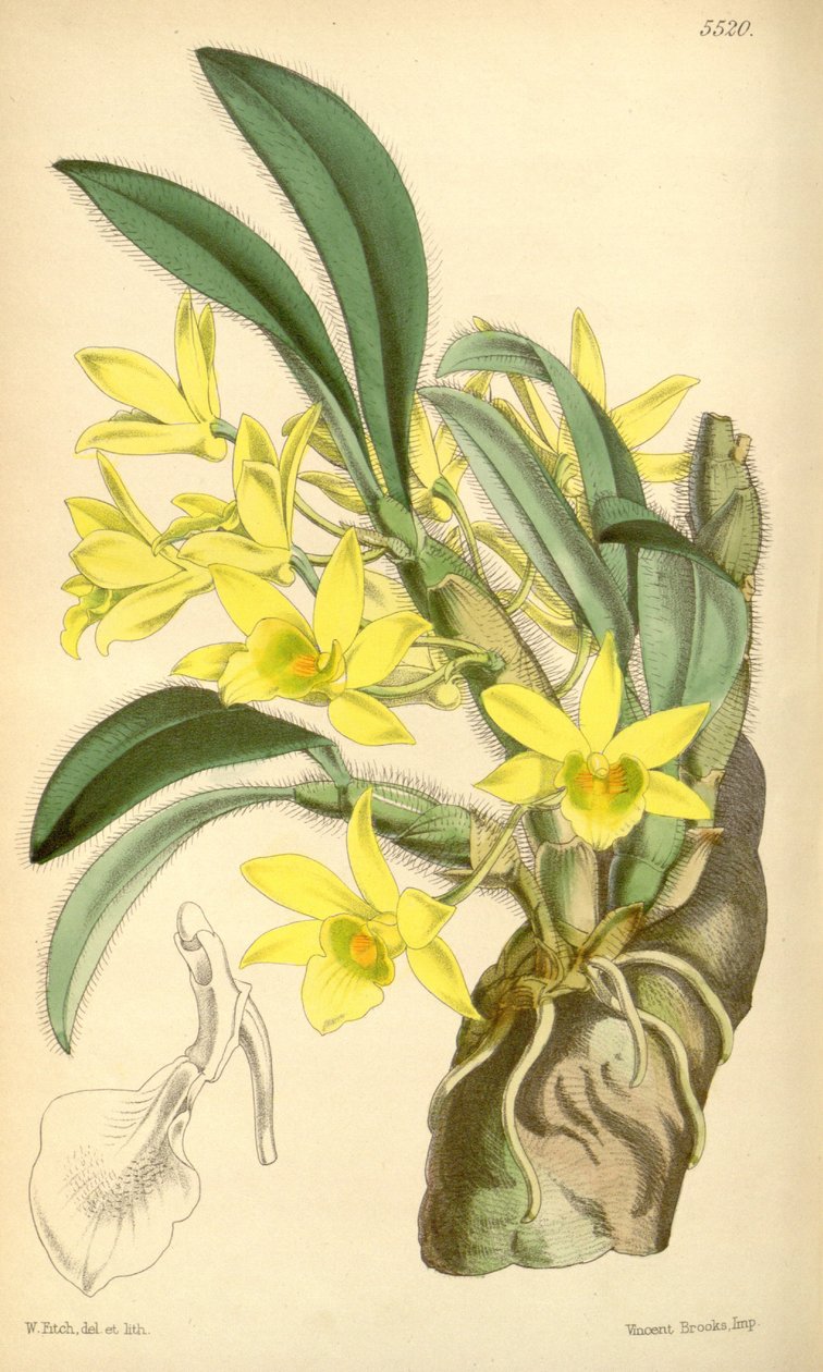 Ilustracja dendrobium starczego autorstwa Walter Hood Fitch