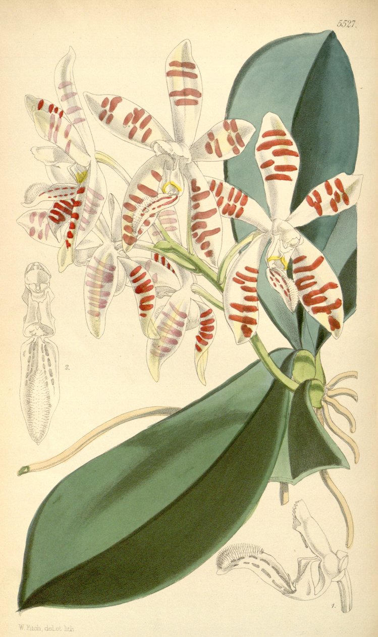 Ilustracja Phalaenopsis sumatrana autorstwa Walter Hood Fitch