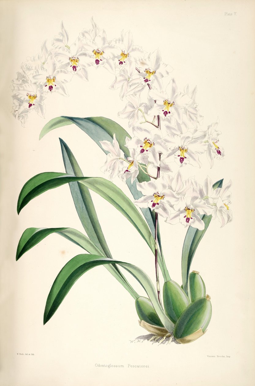 Ilustracja Odontoglossum nobile (jako syn. Odontoglossum pescatorei) autorstwa James Bateman
