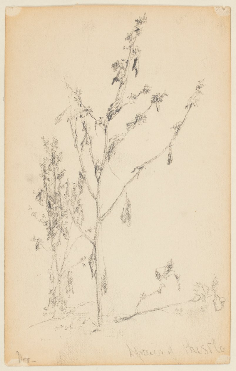 Studium ostu autorstwa Walter Clark