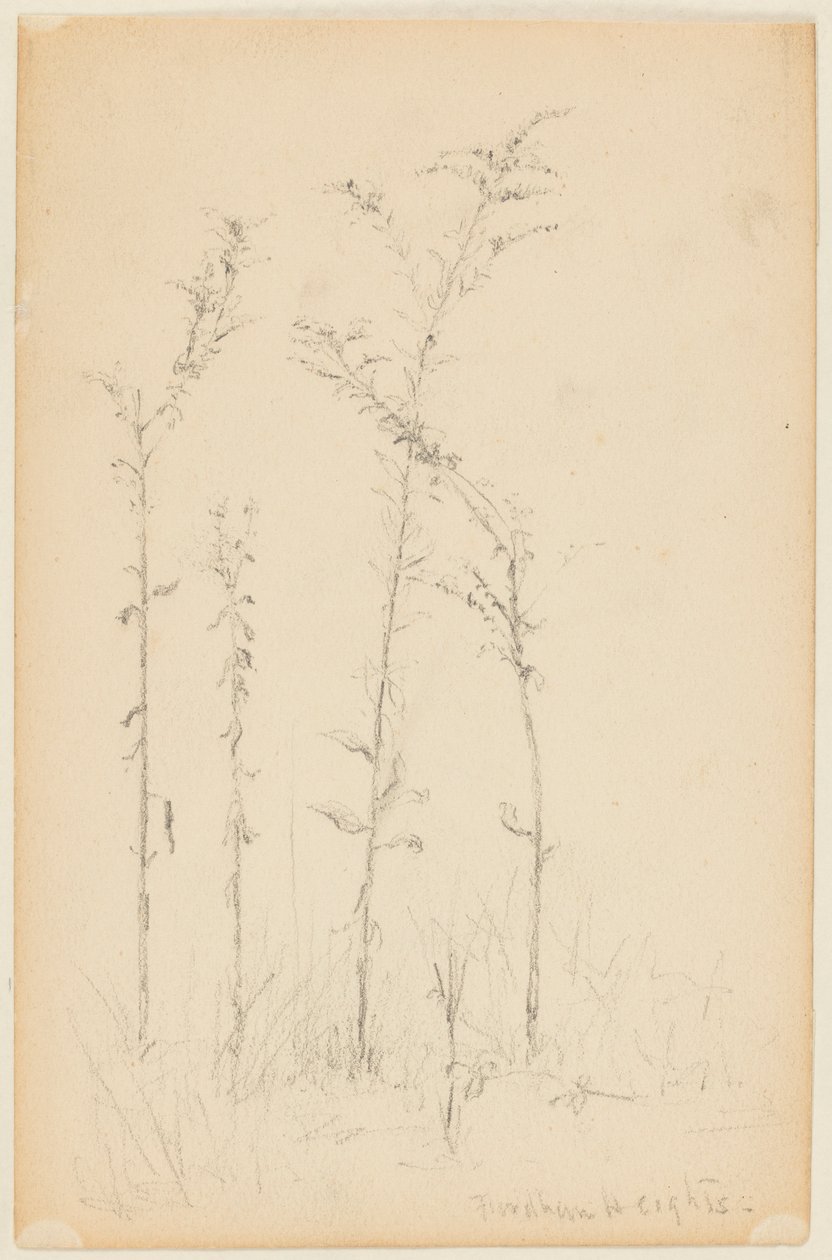 Badanie dzikich roślin, Fordham Heights autorstwa Walter Clark