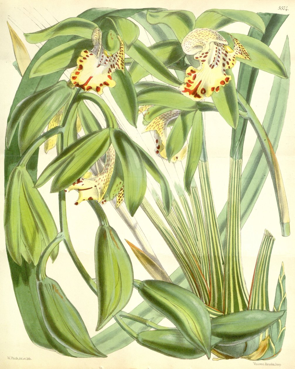 Cymbidium hookerianum autorstwa Walter Hood Fitch
