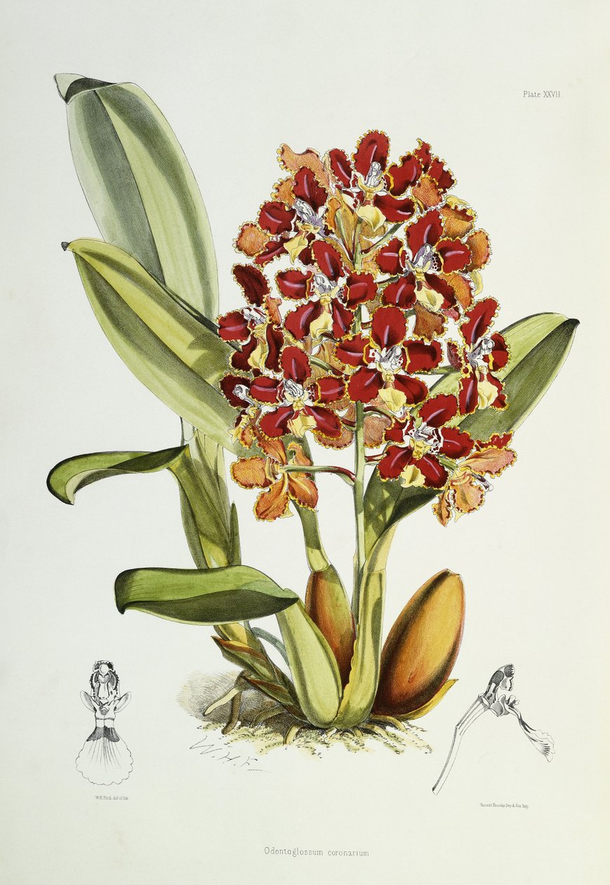 Coronarium Odontoglossum, 1864-1874 autorstwa Walter Hood Fitch
