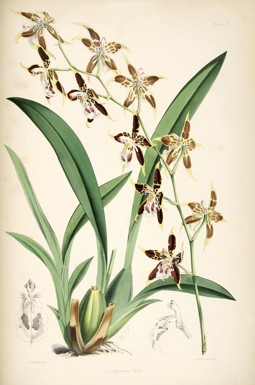 Odontoglossum hallii autorstwa Walter Hood Fitch