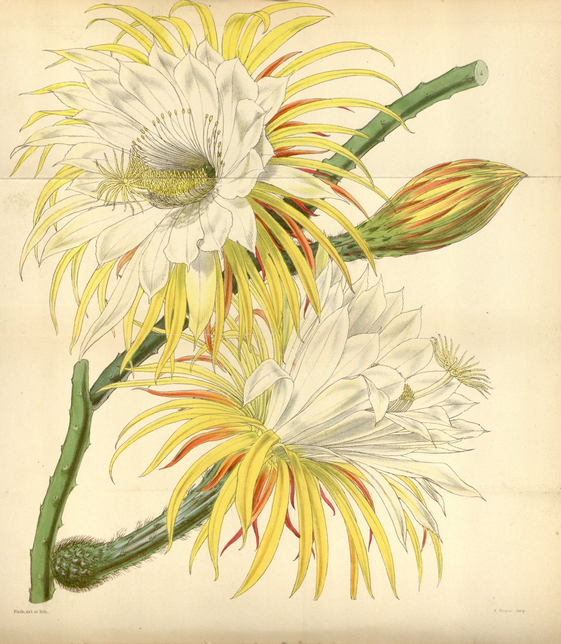 Selenicereus macdonaldiae autorstwa Walter Hood Fitch