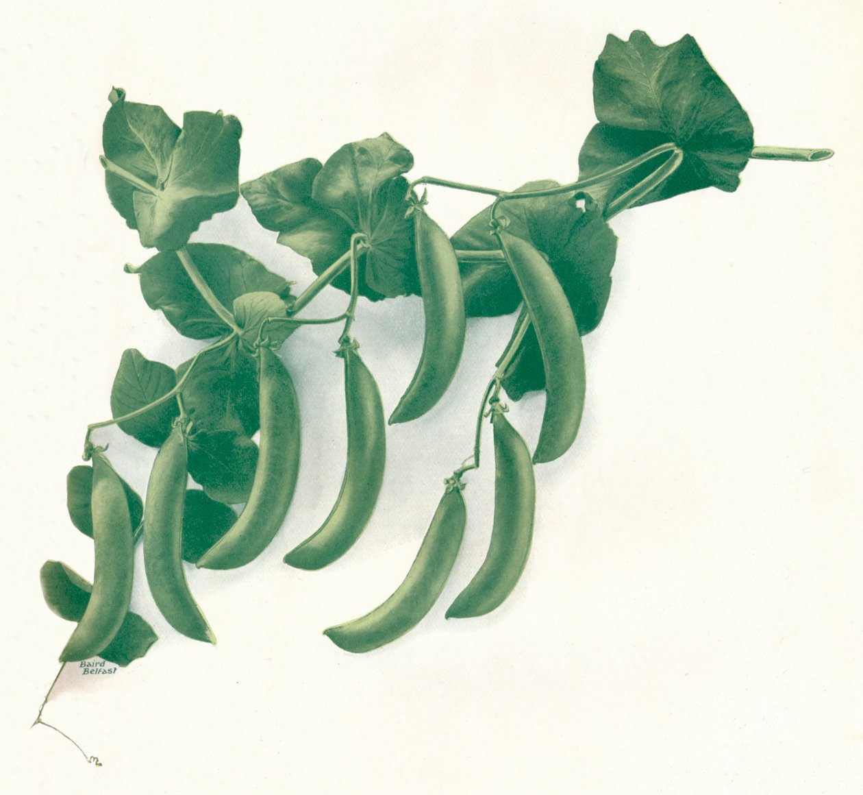"Zielony Groszek", ok. 1908 r. autorstwa WandG Baird Ltd