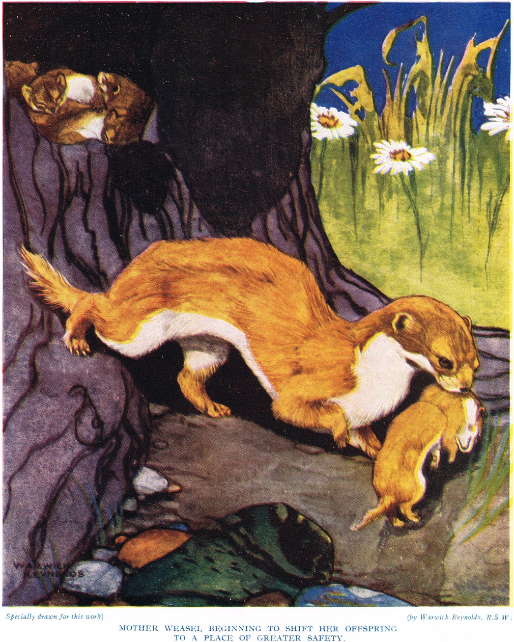 Matka łasica zaczyna przesuwać swoje potomstwo, ilustracja z "The New Natural History", autorstwa Johna Arthura Thompsona (1861-1933), opublikowana przez G.P. Putnam