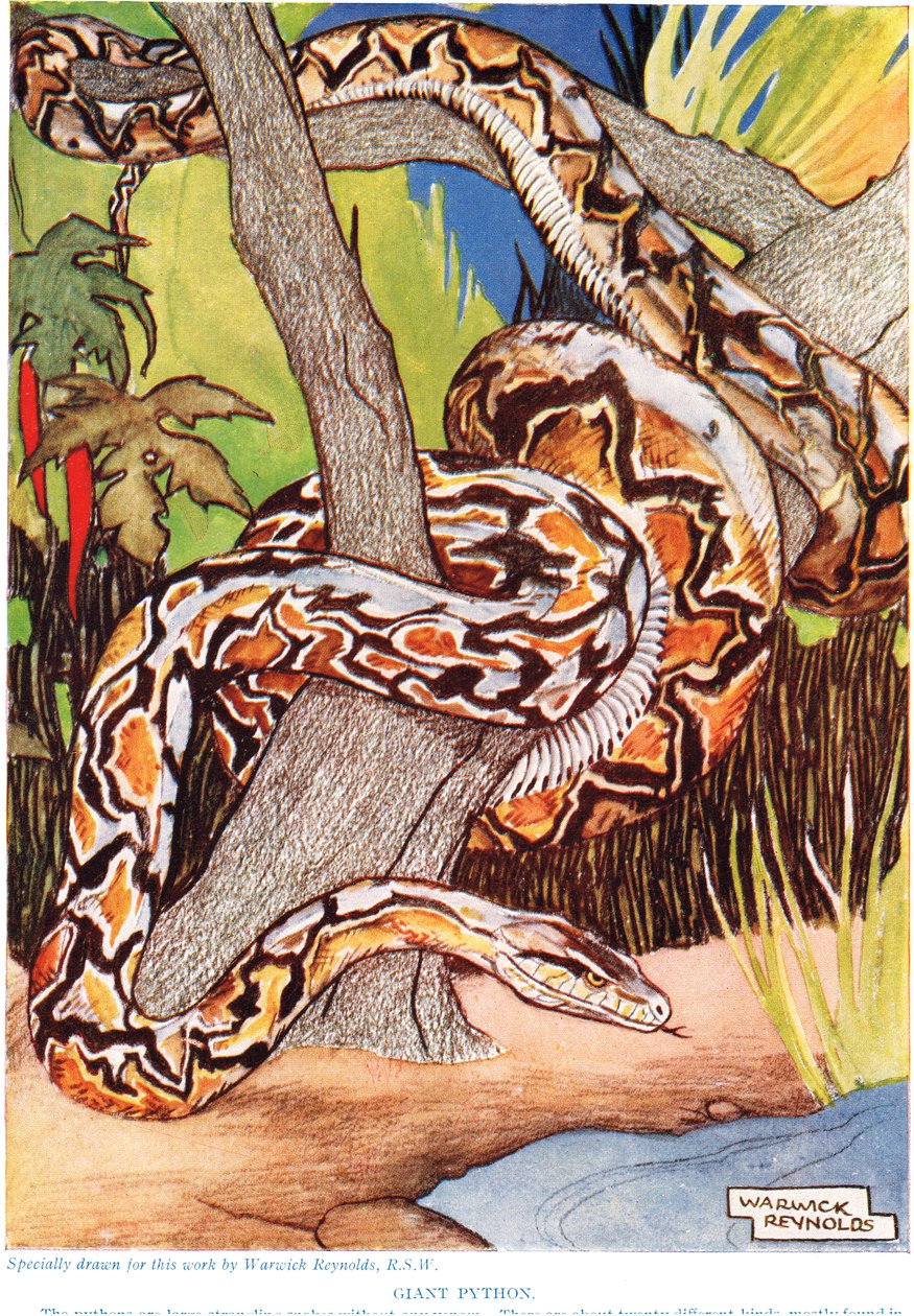 Pyton olbrzymi, ilustracja z "The New Natural History", autorstwa Johna Arthura Thompsona (1861-1933), opublikowana przez G.P. Putnam