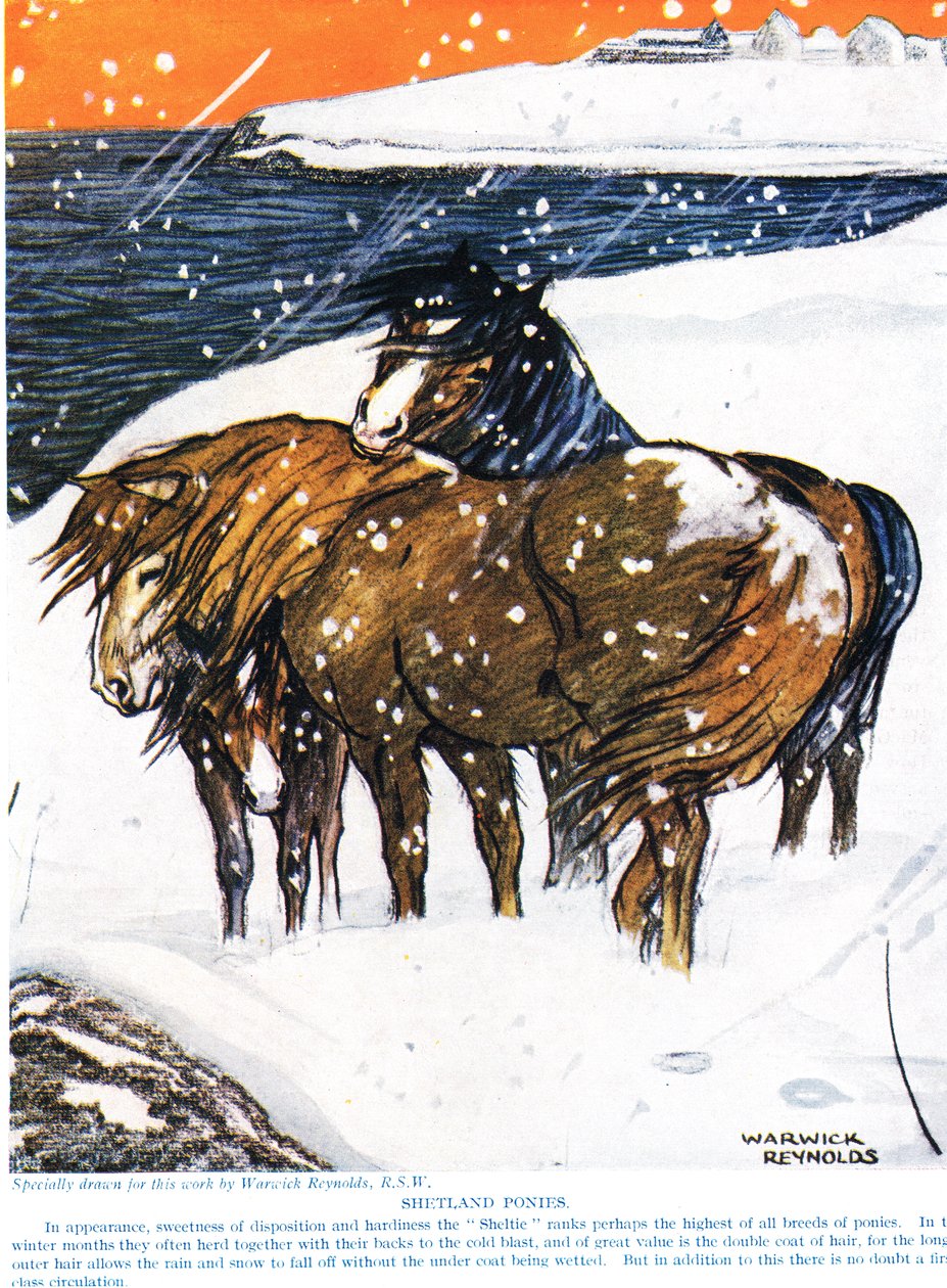 Kuce szetlandzkie, ilustracja z „The New Natural History” Johna Arthura Thompsona (1861-1933), wydanej przez G.P. Synowie Putnama, 1926 autorstwa Warwick Reynolds