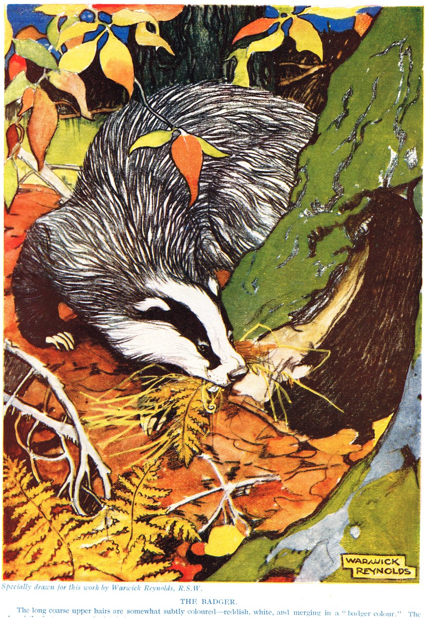 Borsuk, z "The New Natural History", autorstwa Johna Arthura Thompsona (1861-1933), opublikowanej przez G.P. Putnam