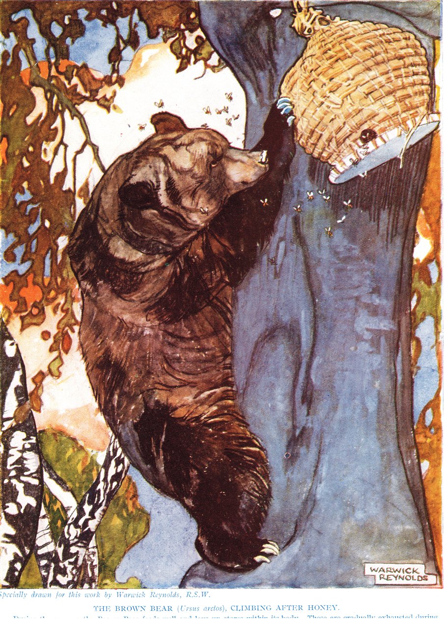 Niedźwiedź brunatny (Ursus arctos), wspinający się po miodzie, ilustracja z „Nowej historii naturalnej” autorstwa Johna Arthura Thompsona (1861-1933), wydanej przez G.P. Synowie Putnama, lata 20. autorstwa Warwick Reynolds