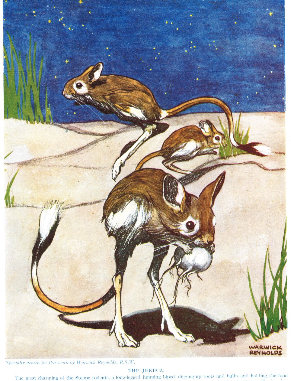 Jerboa, ilustracja z „Nowej historii naturalnej” autorstwa Johna Arthura Thompsona (1861-1933), wydanej przez G.P. Synowie Putnama, 1926 autorstwa Warwick Reynolds