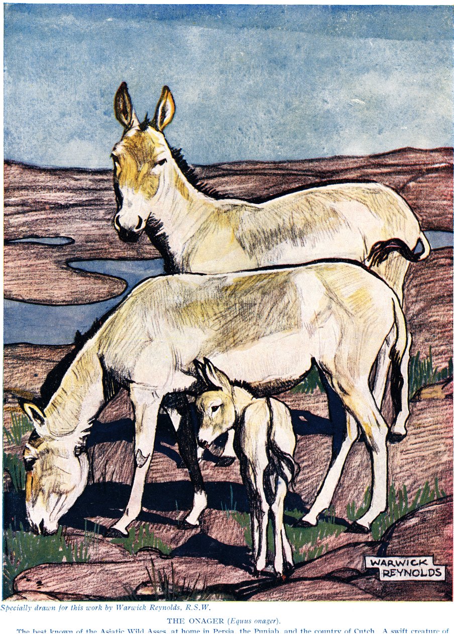 Onager z „Nowej historii naturalnej” Johna Arthura Thompsona (1861-1933), wydanej przez G.P. Synowie Putnama, 1926 autorstwa Warwick Reynolds