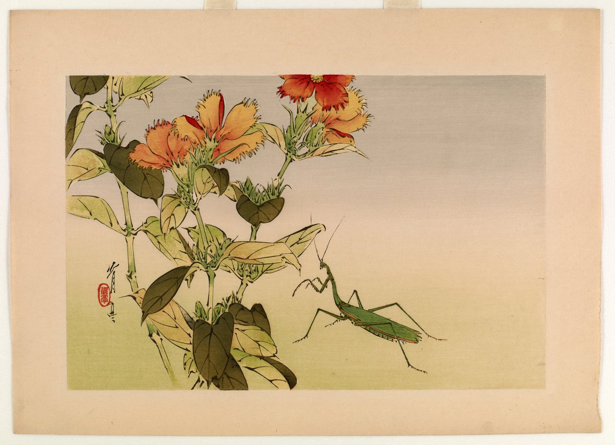 Campion Flower and Modliszka, z serii Kwiaty i ptaki Seitei, 1916 (kolorowy drzeworyt) autorstwa Watanabe Seitei