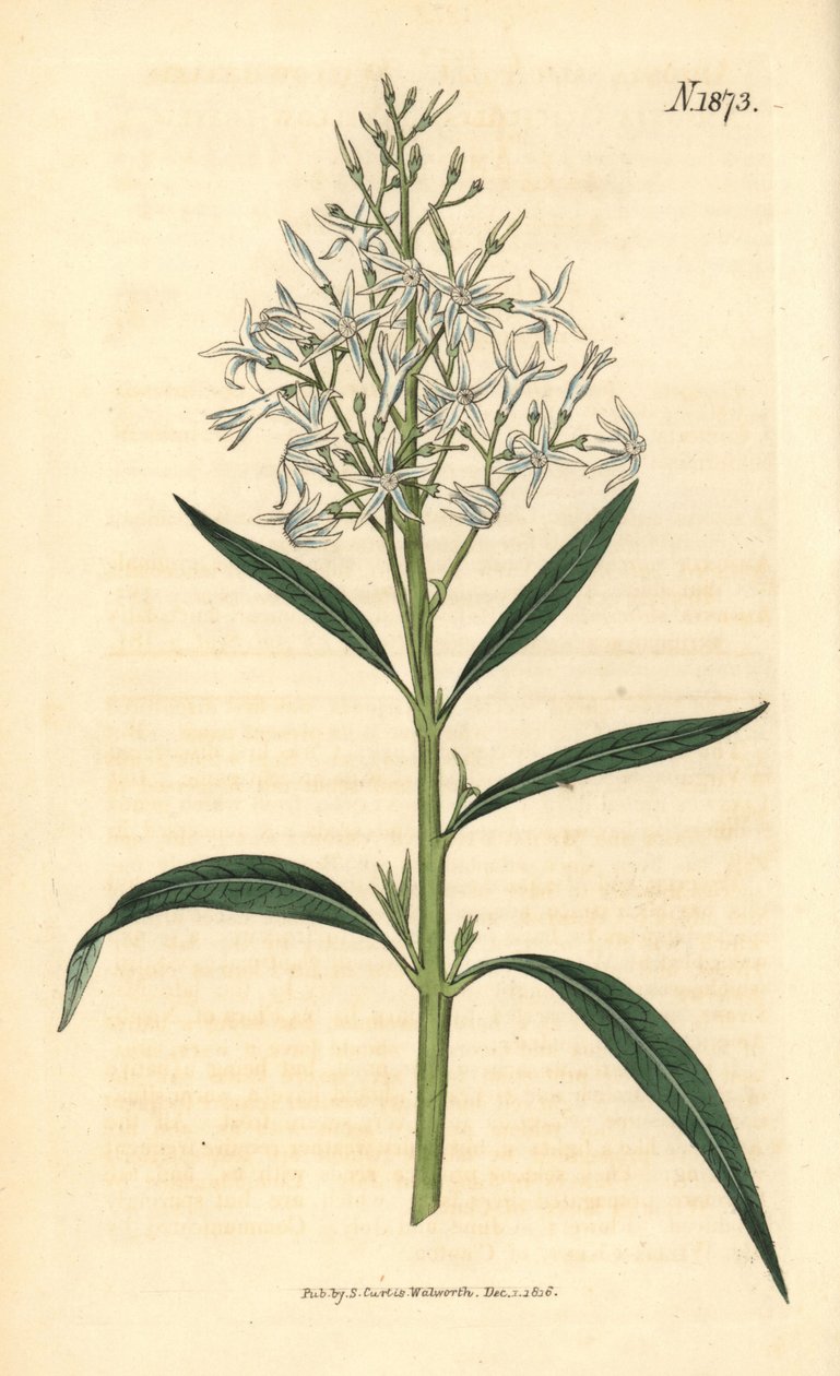 Niebieska amsonia – Amsonia tabernaemontana var. salicifolia (amsonia wierzbolistna, Amsonia salicifolia). Ręcznie kolorowana rycina botaniczna autorstwa Weddella z magazynu „Curtis
