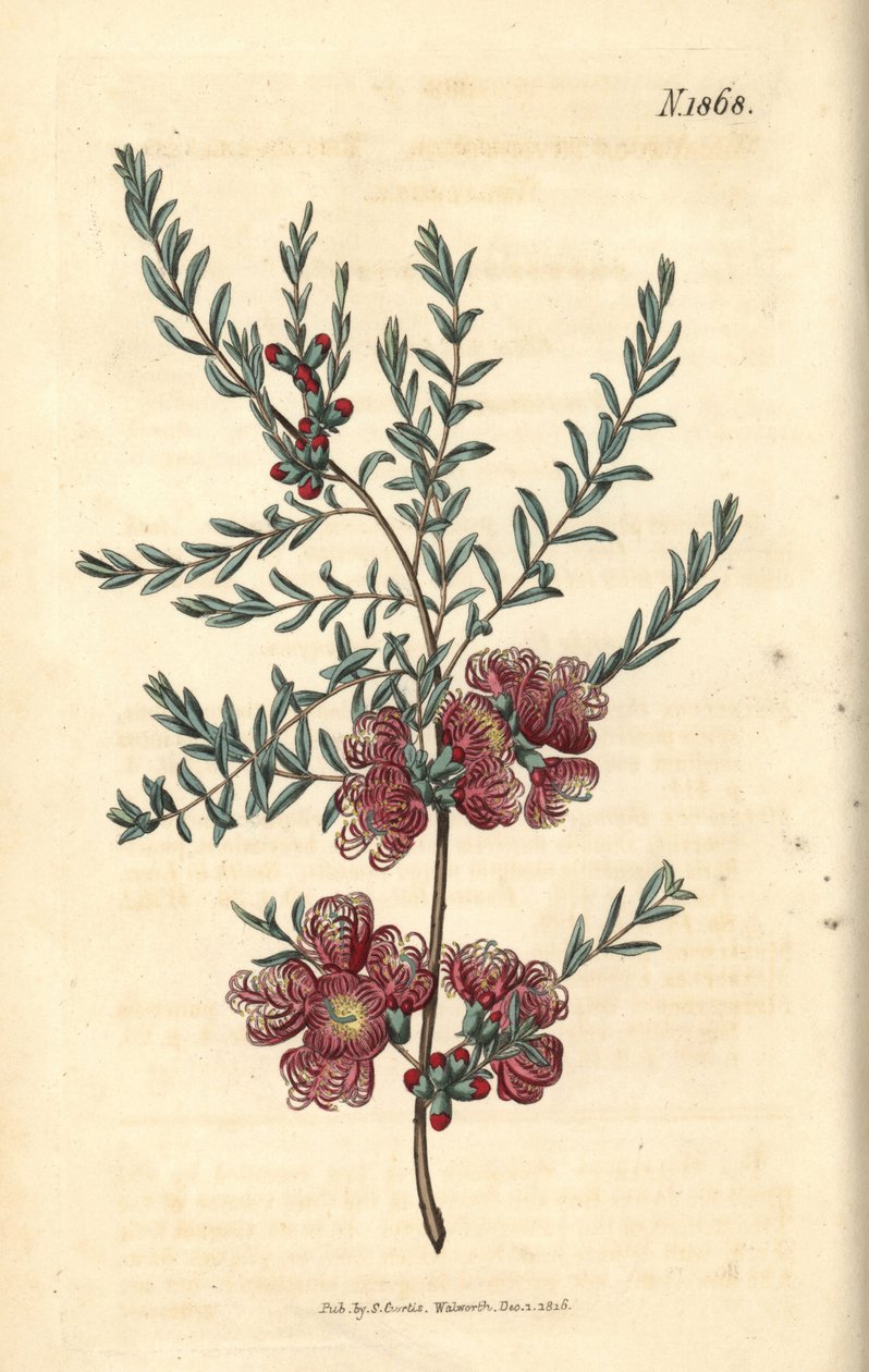 Melaleuca z liśćmi tymianku – melaleuca tymiankowa, Melaleuca thymifolia. Ręcznie kolorowana rycina botaniczna autorstwa Weddella z magazynu „Curtis