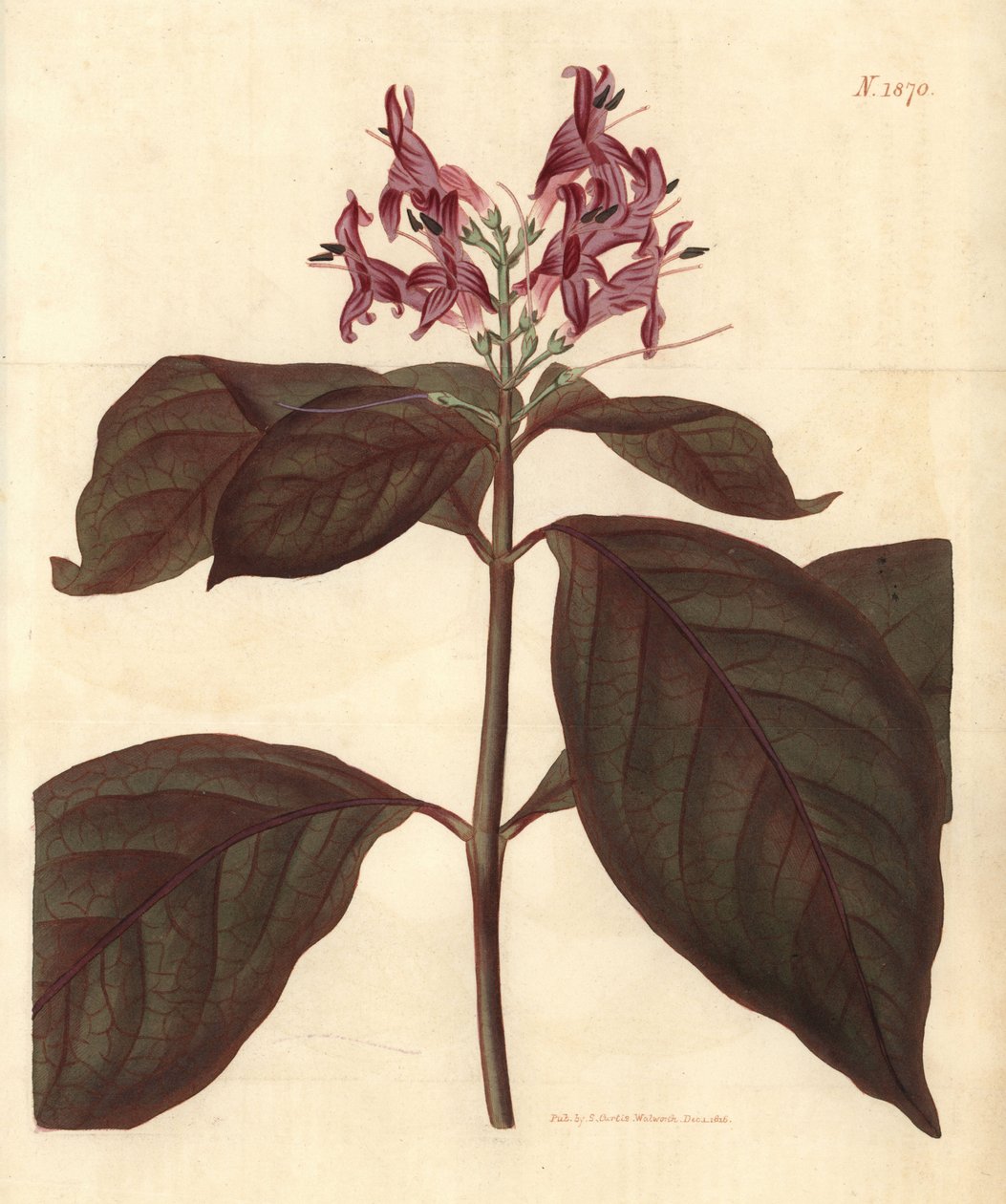 Mleczko Dziewicy – roślina karykaturalna, Graptophyllum pictum (Justicia picta lurido-sanguinea). Ręcznie kolorowana rycina botaniczna autorstwa Weddella z magazynu „Curtis