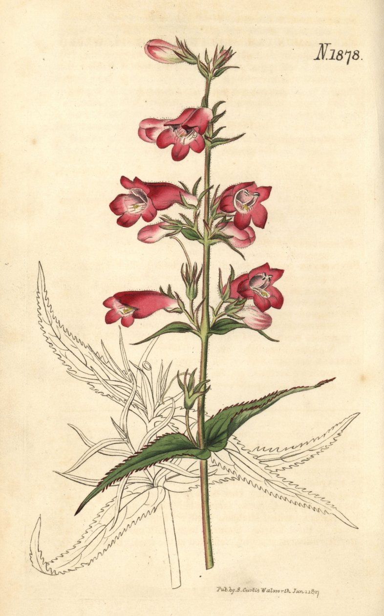 Penstemon campanulatus, kwiat autorstwa Weddell Weddell