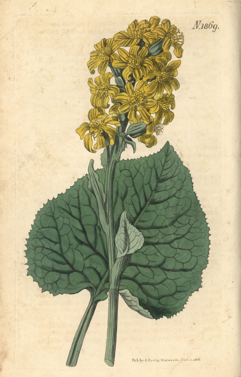 Ligularia syberyjska – Ligularia sibirica (cyneraria syberyjska, Cineraria sibirica). Ręcznie kolorowana rycina botaniczna autorstwa Weddella z magazynu „Curtis