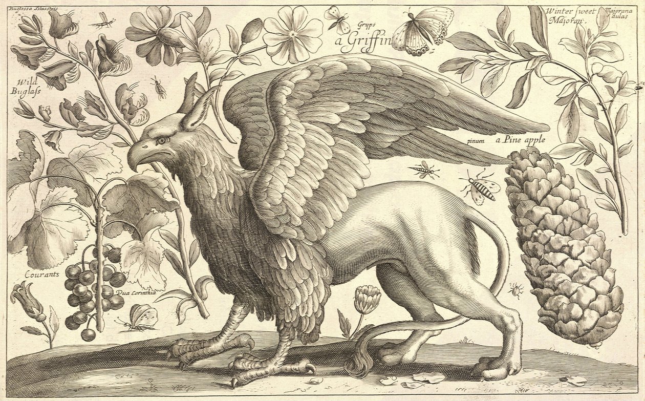 Gryf autorstwa Wenceslaus Hollar