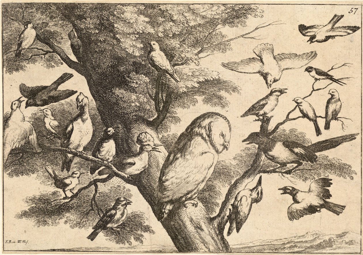 Ptaki mobbingujące sowę autorstwa Wenceslaus Hollar