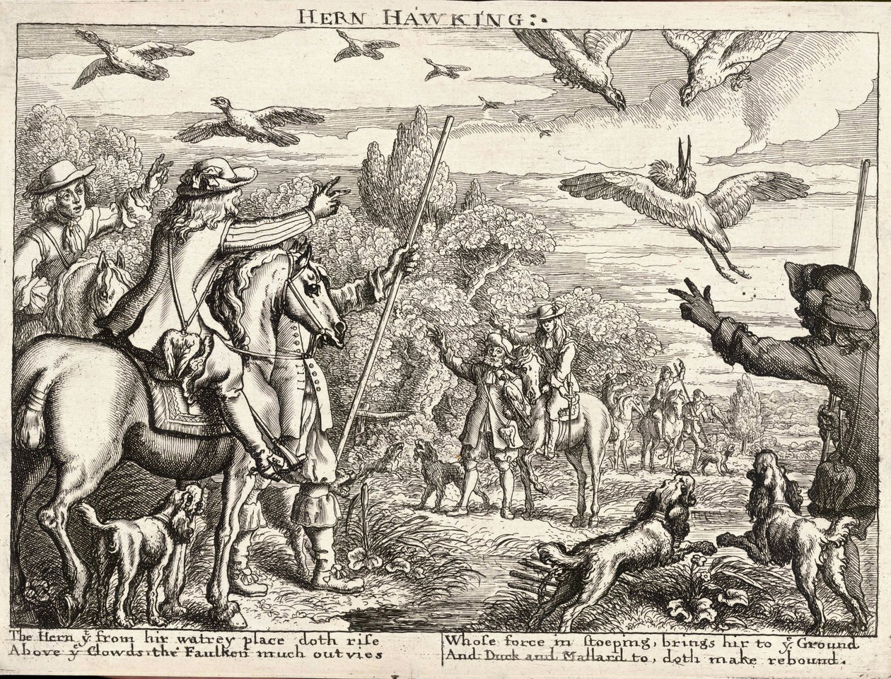 Hern hawking autorstwa Wenceslaus Hollar