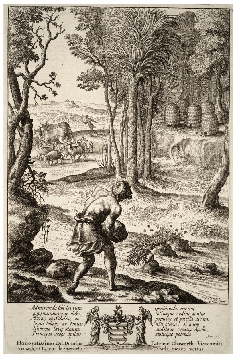 Pszczoły ulowe. Stan 1 autorstwa Wenceslaus Hollar