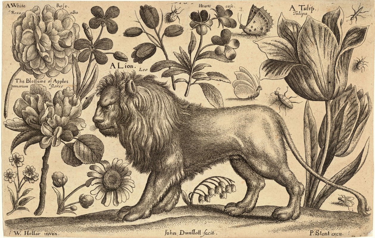 Lew i tulipan autorstwa Wenceslaus Hollar