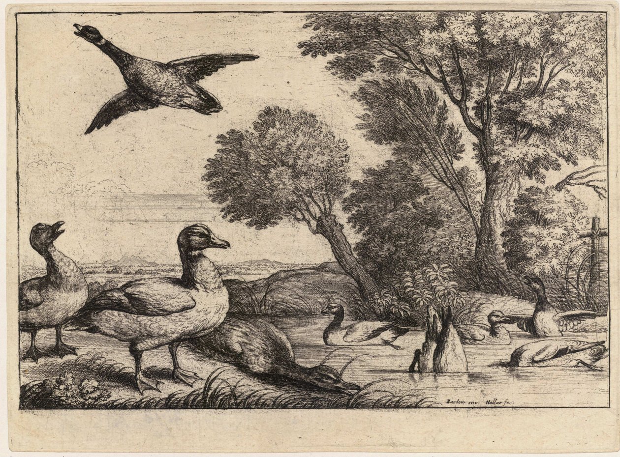Dziewięć kaczek. Stan 2 autorstwa Wenceslaus Hollar