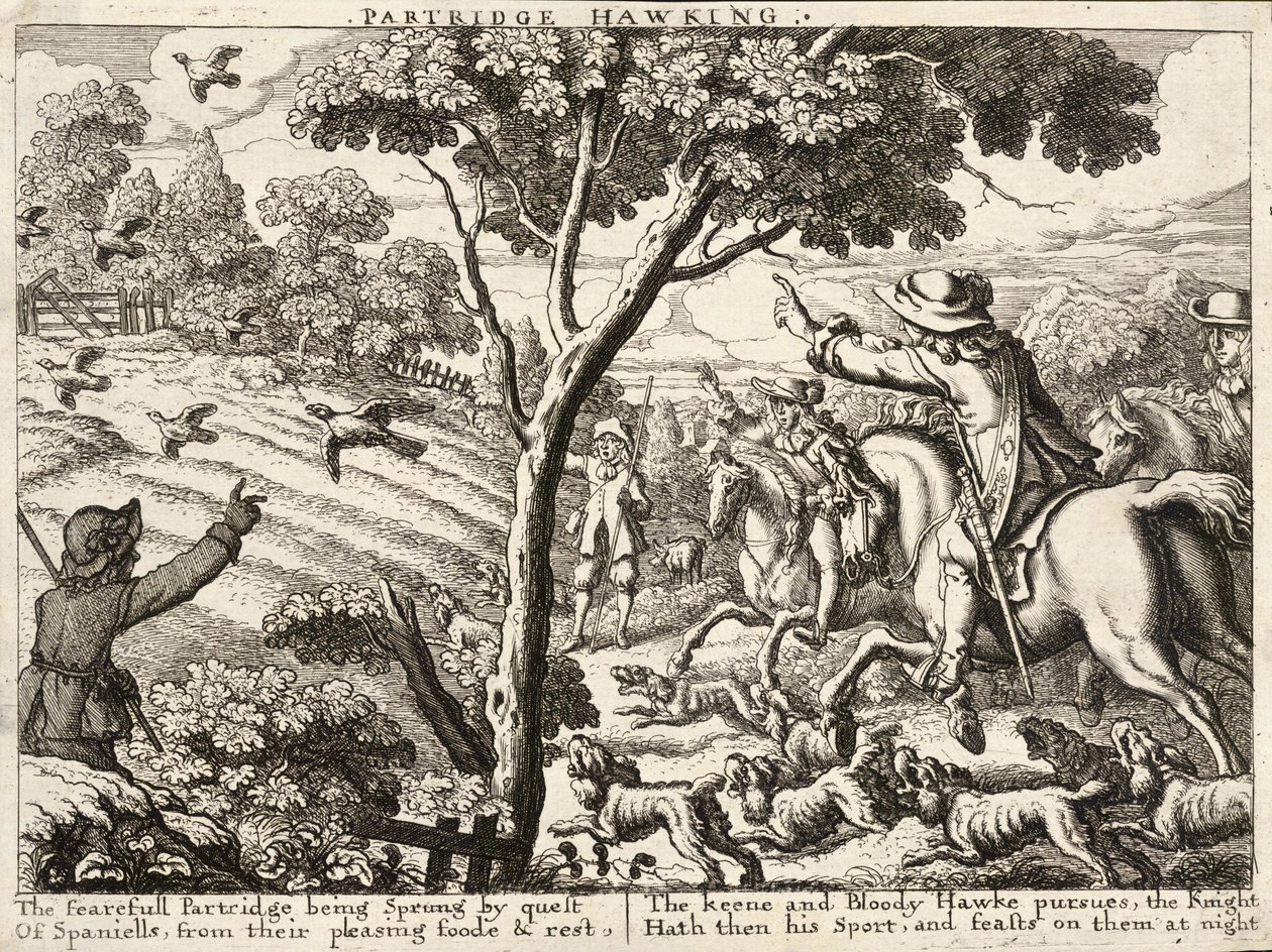 Sokolnictwo kuropatwy autorstwa Wenceslaus Hollar